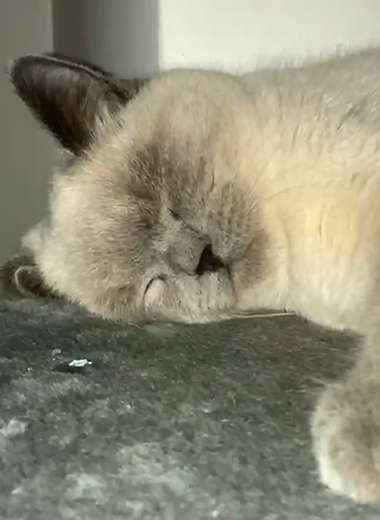 Katze Kiwi beim Kuscheln und Schlafen – mobile und stressfreie Betreuung durch ViNi Katzensitting Speyer