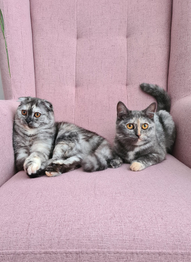 Katzenschwestern Lilly und Ruby – individuell betreut von ViNi Katzensitting Speyer