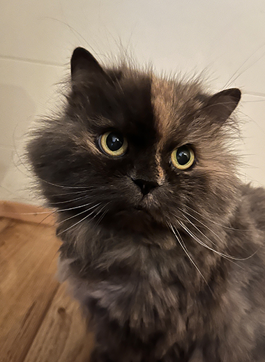 Seniorenkatze Lisa – 15 Jahre alt und liebevoll betreut durch ViNi Katzensitting Speyer