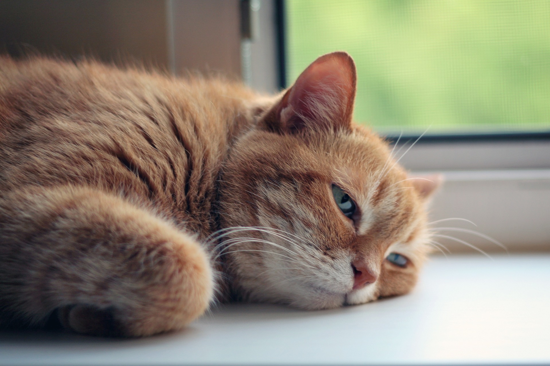 Rote Katze ruht auf Fensterbank – stressfreies Katzensitting zuhause in Speyer