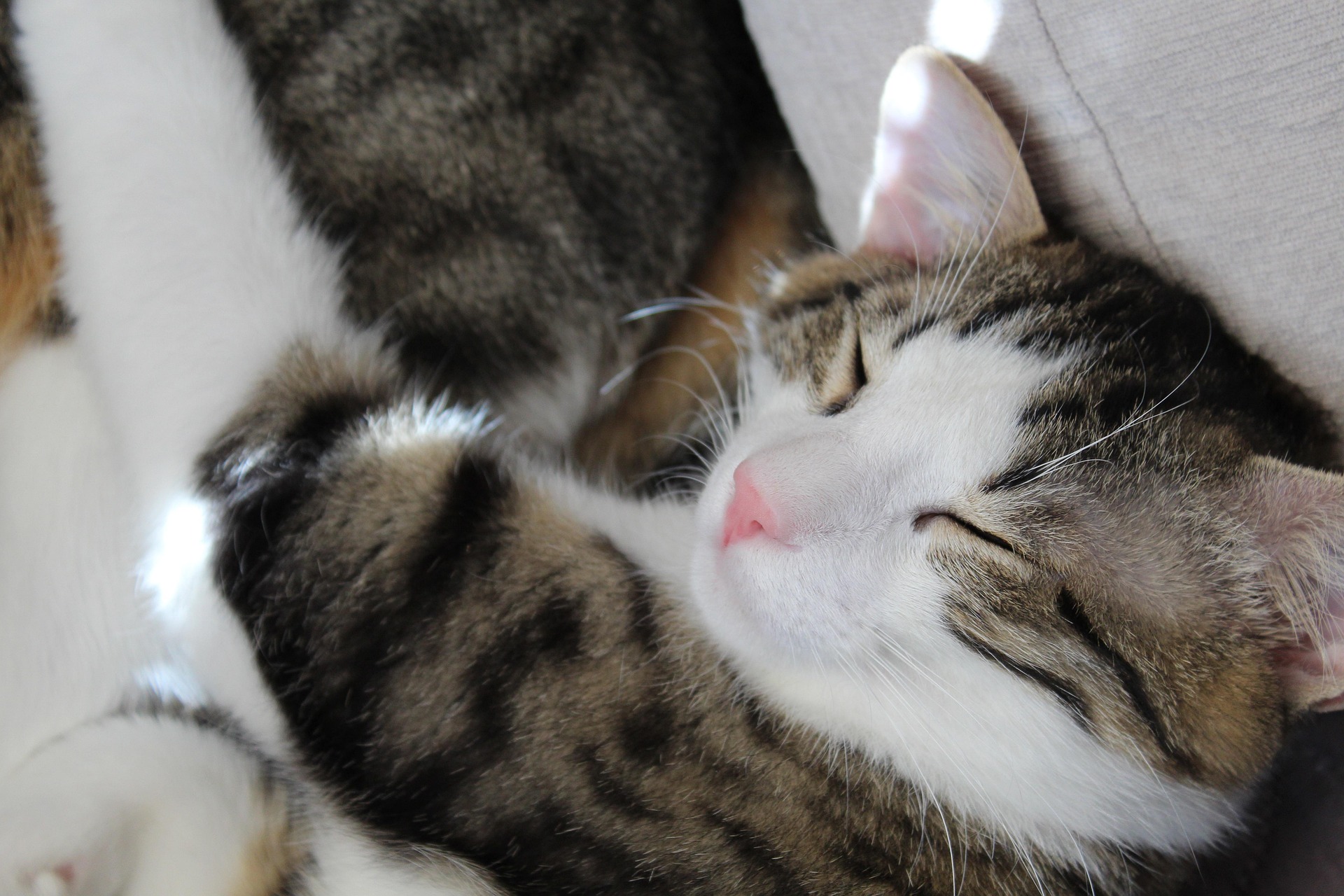 Schlafende Katze auf Kissen – liebevolle und häusliche Katzenbetreuung in Speyer