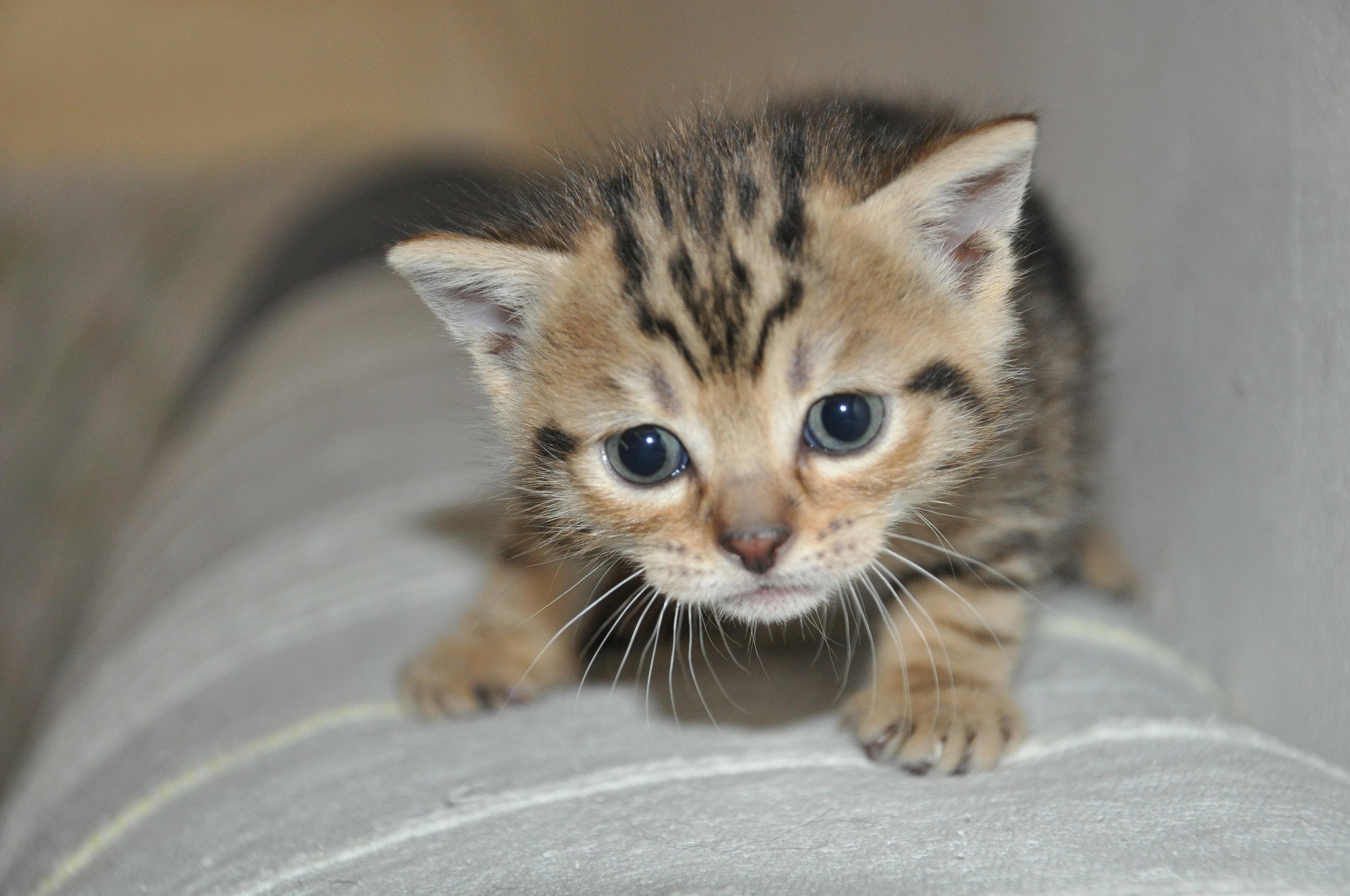 Kleines getigertes Kätzchen auf Sofa – ViNi Katzensitting passt sich jeder Katze an