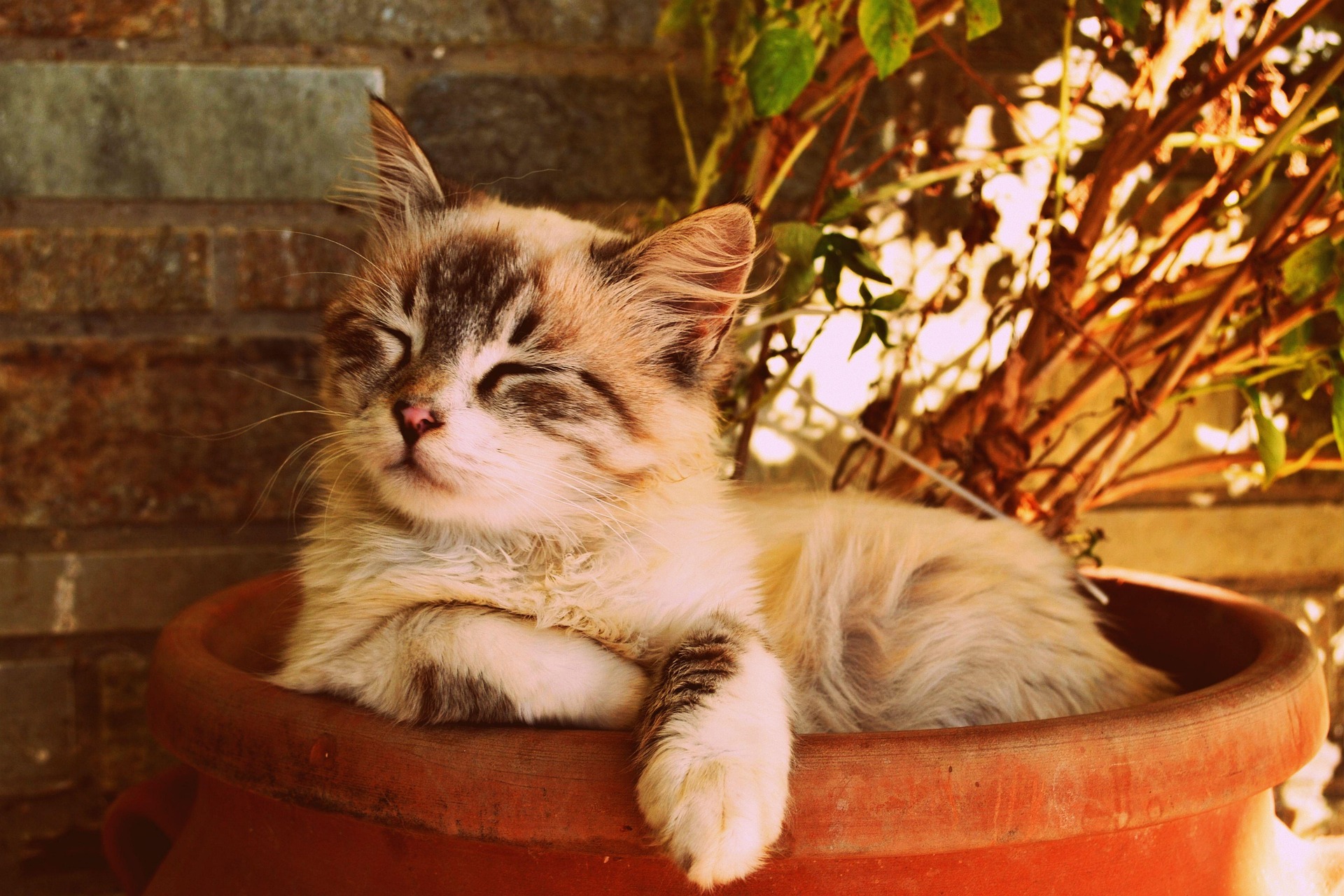 Katze ruht entspannt im Blumentopf – regelmäßige Updates durch ViNi Katzensitting
